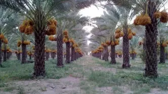 ثبت جهانی خرمای زاهدی طلحه دشتستان
