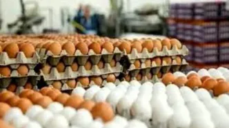 قیمت پیشنهادی تخم‌مرغ درب مرغداری اعلام شد