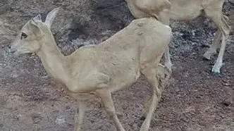 نمایی نزدیک از قوچ‌های صخره‌ای بستان