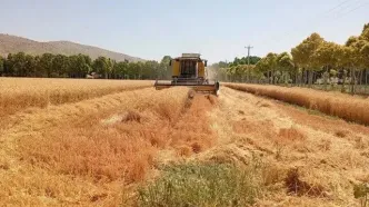 حدود ۴۲ همت دیگر به گندم‌کاران پرداخت شد