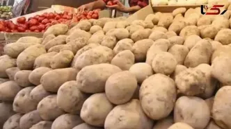 سیب زمینی ارزان راهی بازار می‌شود