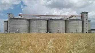 ۱۰۰ همت از مطالبات گندم‌کاران تا هفته آینده پرداخت خواهد شد