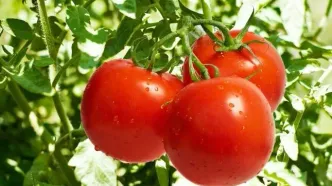ممنوعیت صادرات گوجه‌ تا پایان سال