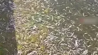 مرگ ماهی‌ها در پی باز و بسته کردن آب زاینده‌رود