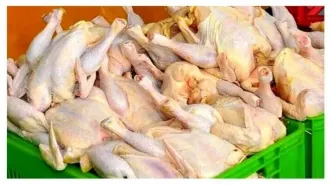 مرغ‌ها‌ روی دست تولیدکننده ماندند