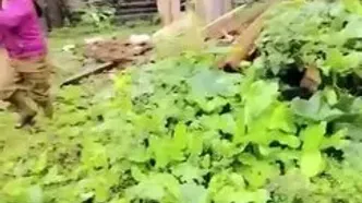 لحظه هولناک فروریختن کوه در چند ثانیه