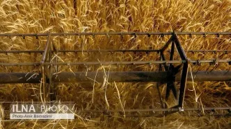 آغاز ثبت سفارش واردات گندم از کشورهای خارجی