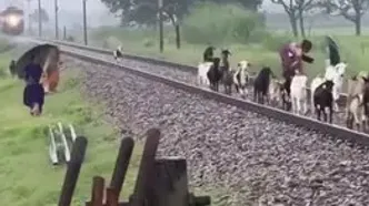 برخورد مرگبار قطار با گله بزها
