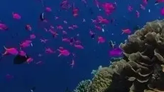 فیلم زیبا از صخره‌ های مرجانی اندونزی