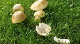 مرگ تلخ ۴ عضو یک خانواده سمنانی به خاطر خوردن قارچ سمی