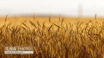 تعیین قیمت جدید گندم تا پایان شهریور ماه