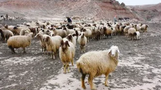 قیمت دام زنده امروز شنبه ۴ مهر ۱۴۰۵