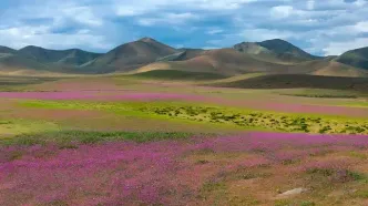 ال‌نینو خشک‌ترین بیابان دنیا را غرق در گل کرد