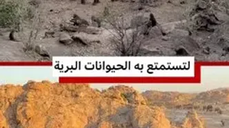 ضیافت عجیب فیل‌ها و میمون‌ها بر سر تفاله پرتقال