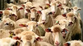 قیمت دام زنده امروز یکشنبه ۲۹ شهریور ۱۴۰۵ / گوسفند زنده چند؟ + جدول
