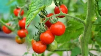 این افراد نباید  گوجه‌فرنگی بخورند؟