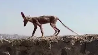 مشاهده یک حیوان عجیب در مشهد