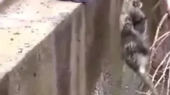 نجات یک پلنگ گرفتار در استخر آب در هرمزگان