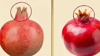 راهنمای انتخاب میوه های پاییزی و زمستانی؛ انار، پرتقال و خرمالو