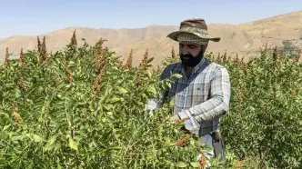 تصاویر؛ برداشت سنتی سماق در روستای پلکانی ژان