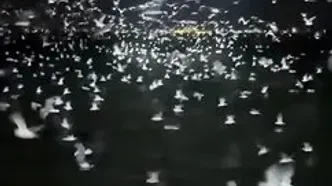شکار دسته‌جمعی پرندگان دریایی در دل شب