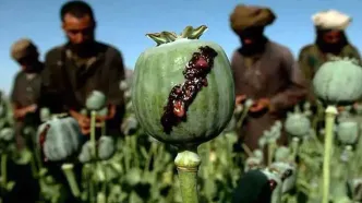 کشف شیره تریاک دفن‌شده در باغچه خانه سوداگر مواد مخدر در شیروان