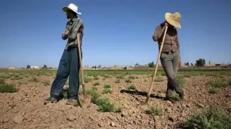 ۶ تا ۷ ساعت قطعی برق، کمبود آب و افزایش هزینه‌ها کمر کشاورزان را شکسته است