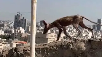مشاهده یک حیوان عجیب در مشهد