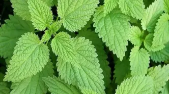 تولید ترکیب جدید ضد دیابت از گزنه در دستور کار قرار گرفت