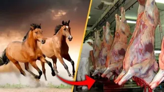 ۲۵۴ گوشت الاغ و قاطر و اسب در تهران کشف شد / ۴ نفر دستگیر شدند