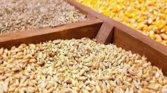جدول قیمت نهاده های دامی و محصولات کشاورزی امروز سه شنبه ۱۷ شهریور