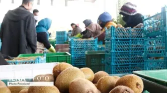 آزادسازی صادرات کیوی از ابتدای مهرماه
