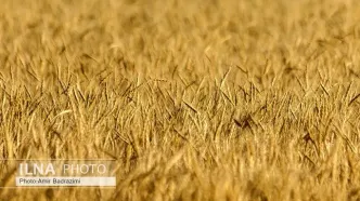 نرخ ۸۵ هزار تومانی هر کیلو گندم روی میز شورای قیمت‌گذاری