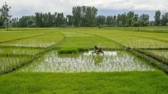 افزایش قیمت برنج هند؛ آیا جهان به سمت گرانی می‌رود؟