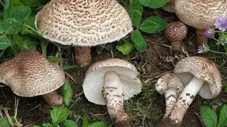 ۴ عضو خانواده سمنانی با خوردن قارچ کشته شدند / مادر خانواده زنده ماند