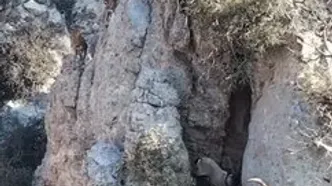 فصل مستی کل و بز در پارک ملی گلستان