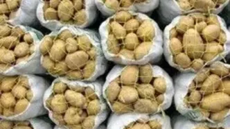 عرضه ۲۰ هزار تن سیب‌زمینی همدان برای متعادل‌سازی بازار