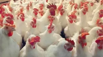 چالش مازاد تولید گریبان گیر مرغداران خراسان رضوی