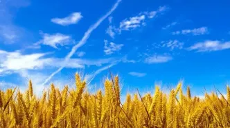 وعده جدید برای پرداخت مطالبات کشاورزان