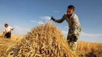جزئیات حمایت بیمه‌ای از کشاورزان آسیب‌دیده