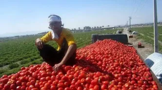 ممنوعیت صادرات گوجه‌فرنگی توسط وزارت جهادکشاورزی رد شد