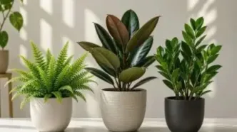 بهترین گیاهان تصفیه کننده هوا برای خانه