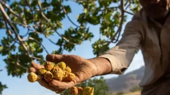 طلای شیرینی که روی درخت خشک می‌شود و جهان خریدار آن است