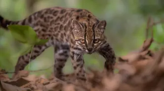 نخستین گونه جدید گربه در بیش از ۱۰۰ سال کشف شد / گربه‌ای کوچک‌تر از گربه خانگی