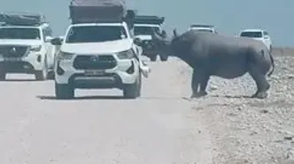 حمله ناگهانی کرگدن به خودروی گردشگران