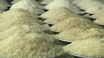 برنامه دولت ژاپن برای کاهش قیمت برنج در بازارهای جهانی