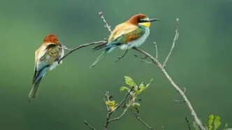 جمعیت پرندگان مهاجر جهان کاهشی شد