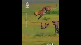 دفاع خشمگینانه گراز مادر در برابر پلنگ