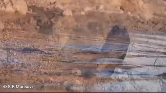 بازگشت سمورها به هورالعظیم