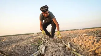 تصاویر؛ کشت نیشکر در خوزستان